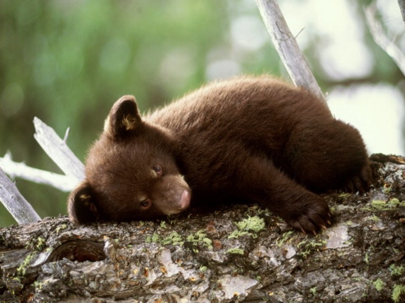 bear-cub.jpg